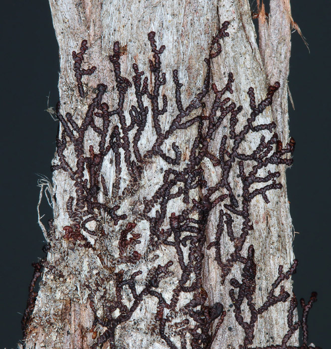 Frullania oakesiana